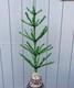Christopher Radko St. Patricks Day Irish Pot Of Gold Tinsel Tree Retired