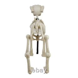 LARGE ANIMATED DOG SKELETON 5 Ft Outdoor Halloween Yard Decoratioin LARGE ANIMATED DOG SKELETON 5 Ft Outdoor Halloween Yard Decoratioin