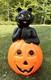 Vtg Black Cat On A Pumpkin Halloween Blow Mold Empire Carolina Enterprises 34